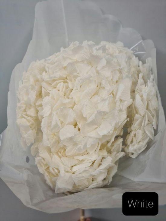 Hydrangea Preserved - White