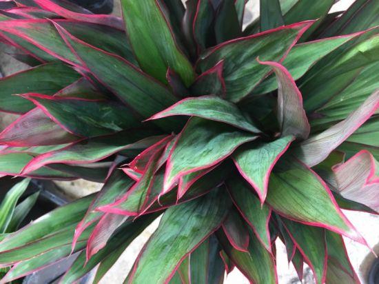 Dracena Ruby Red