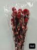 Echinops - Red