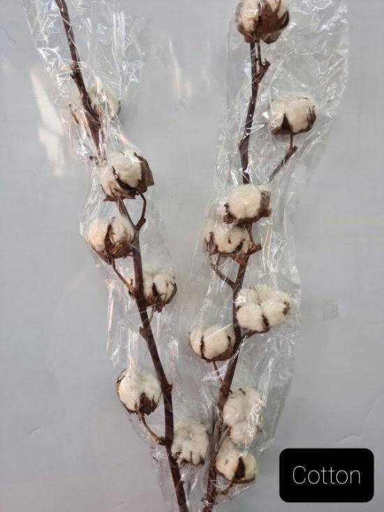 Cotton Stems