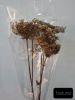 Wild Carrot Flower - Natural