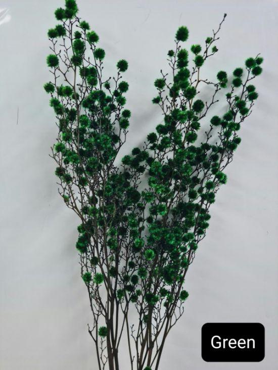 Stirlingia Preserved - Green