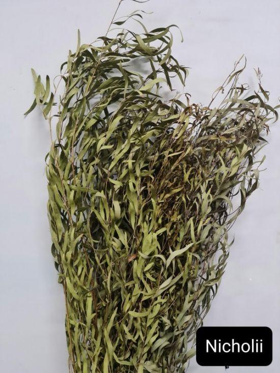 Eucalyptus Nicholii Natural - Dried
