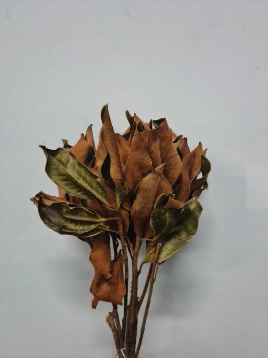 Magnolia Lil Gem Natural - Dried