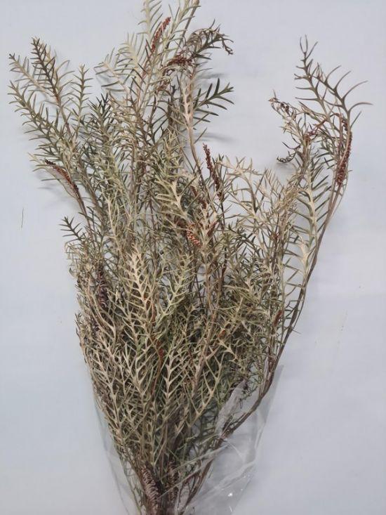 Grevillea Natural - Dried