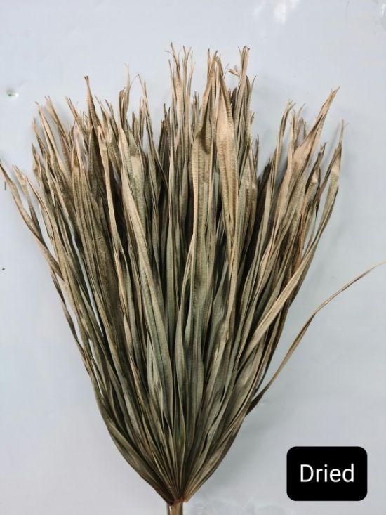 Fan Palm - Dried