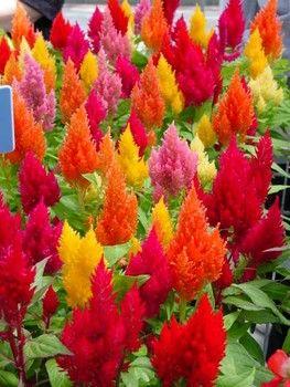 Celosia Plumosa