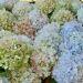 Hydrangea Antique Green