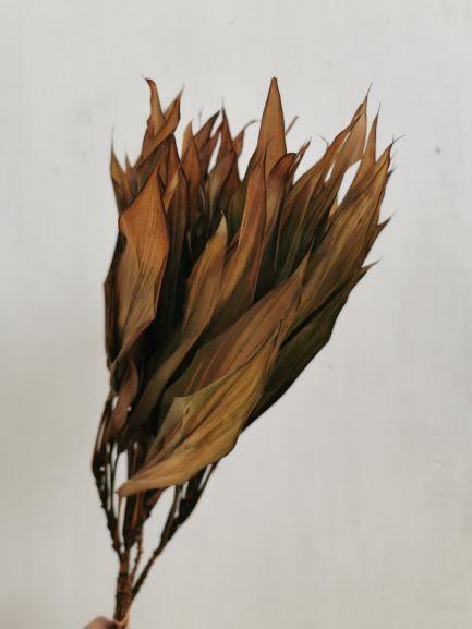 Dracena Leaves - Dried