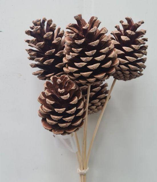 Mini Pine Cones on a stick