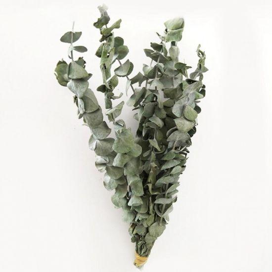 Eucalyptus Silver Dollar