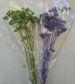 Achillea - Lime & Lilac