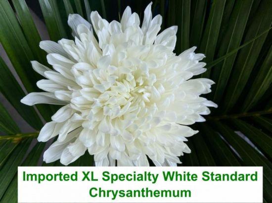 XL White Specialty