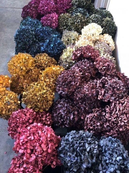 Hydrangea Tinted - Coloured