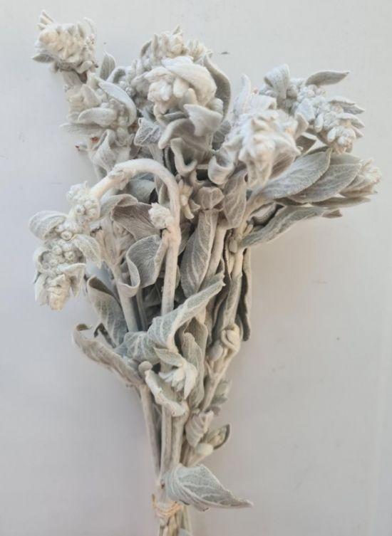 Lambs Ear - Dried
