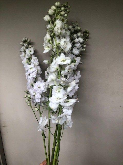 Delphinium White