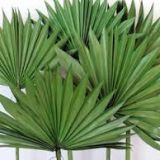 Fan Palm