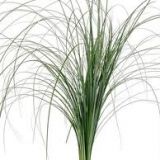 Bear Grass