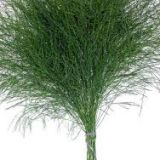Tree Fern - Asparagus