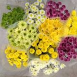 Chrysanthemum - Spray