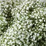 Gypsophila