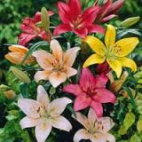 Lily - Asiatic various colours