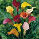 Calla Lily - various colours