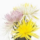 Chrysanthemum - standard various colours