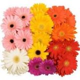 Gerbera Mini - various colours