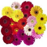 Gerbera Standard - various colours