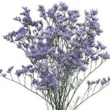 Caspea - Misty