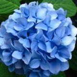 Hydrangea Blooms - per stem - Various colours