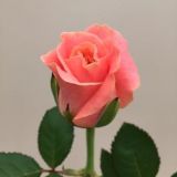 Roses - Premium - standard various colours (No White available)