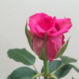 Roses - Premium - standard various colours