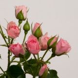Spray Roses - various colours (No White available)