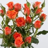 Spray Roses - various colours (No White available)
