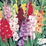 Gladioli various colours
