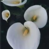 Calla Lily Elfin (White)