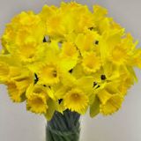 Daffodil Varieties
