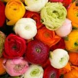 Ranunculas - various colours