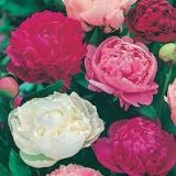 Paeony various colours
