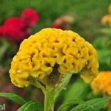 Celosia - Cristata