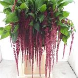 Amaranthus - Hanging ( Love lies Bleeding )