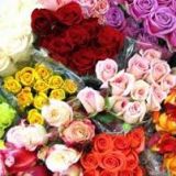 Rose Colombian Premium - Various Colours