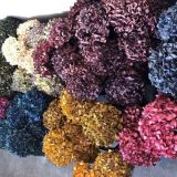 Hydrangea Blooms - Dried - Dyed (per stem)