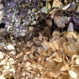Hydrangea Blooms Dried Natural - per stem