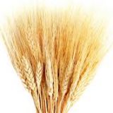 Wheat - Dried - Tall