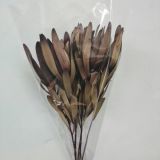 Leucodendron Red Dried
