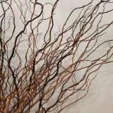 Twisted Willow (dried)