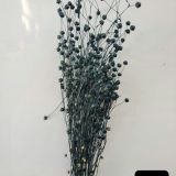 Linseed Dried Colours - 5stems per bunch